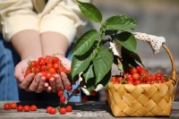 5月18日至6月16日，“櫻桃之約”邀你共赴！